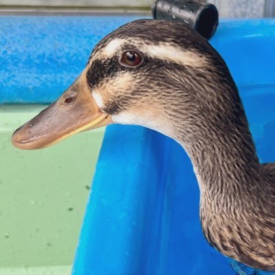 kamo_is_good's profile picture. 合鴨のおチビちゃん(4才)と毎日楽しく暮らしてます🦆 時々ガンコちゃん🌈(おチビのお姉ちゃん）との思い出も呟くかも💭マイペース更新。 オシリ撮りがち。。