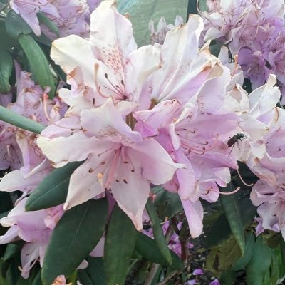 Ghost2layer's profile picture. GoMining Ambassador-   https://t.co/U3UYC4LJpN