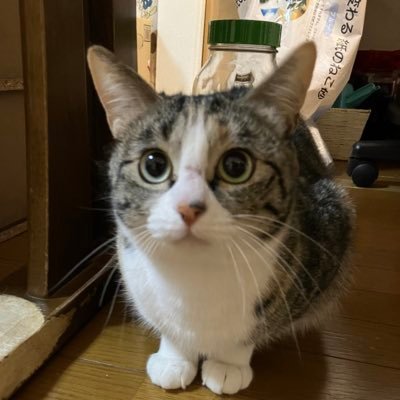 N12876212's profile picture. こんにちは宜しく