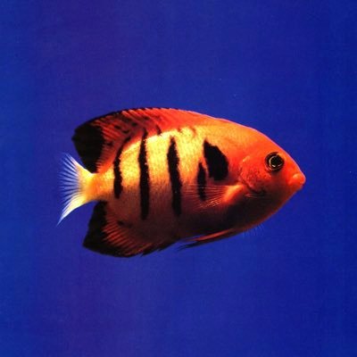 whamcamjam's profile picture. the joy i've named shall not be tamed 🌷🥯🚏🎧📷