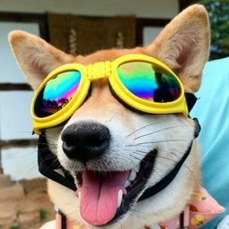 MOGDOG_SOLANA's profile picture. I mean bro, It's literally a mog dog.

https://t.co/XxJQ1OJeVv