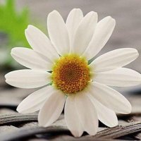 Magda #MéxicoLibre 🇲🇽🇺🇦 (@magdagraciasfch) 's Twitter Profile Photo Magda #MéxicoLibre 🇲🇽🇺🇦 (@magdagraciasfch) 's Twitter Profile Photo