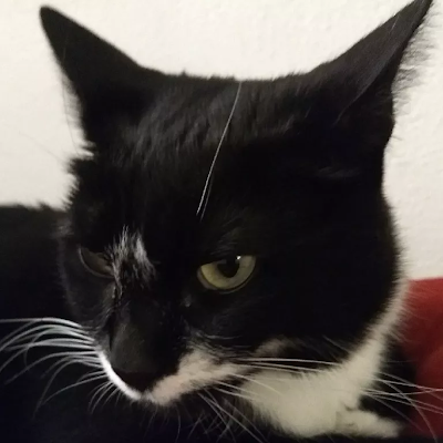 BoyBacon5052's profile picture. Bad Programmer, Decent 3D Artist, likes to make games.