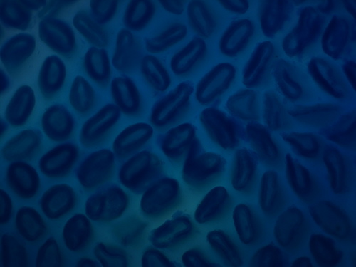 NadeemAsl's profile picture. Physician turned scientist