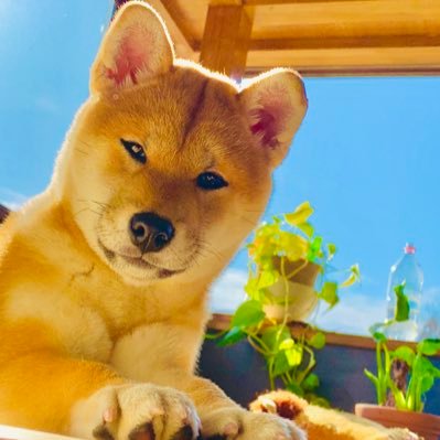 柴犬茶々♀ (2018.09.14)とペットシッター士のあるじの日常を記録🐾少しでも和んで頂ければ幸いです😊 無言フォロー失礼してます🐕💦 YouTubeでは、茶々とのお出かけ記録を動画で投稿しています🎶気軽にフォロー&ご覧いただけると嬉しいです。