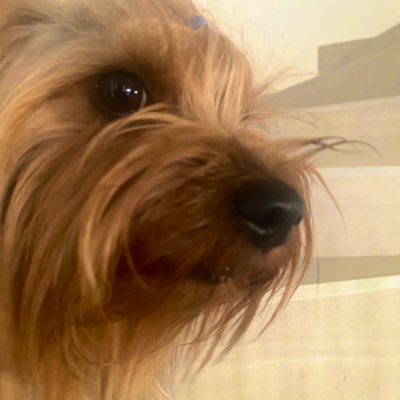 MossStern1's profile picture. 