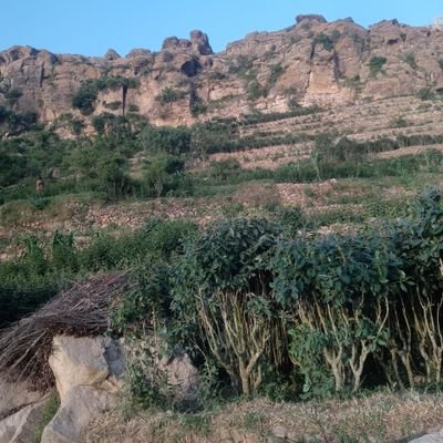 nys342641086460's profile picture. 