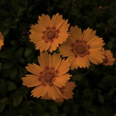 MehakVerma22004's profile picture. 