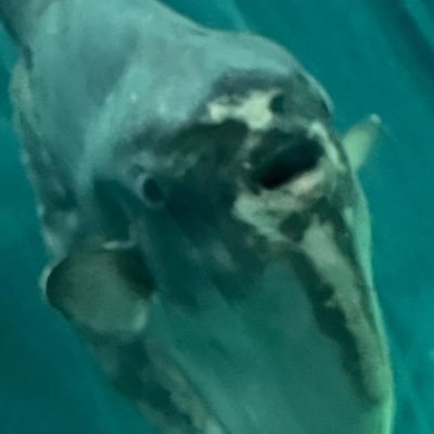 MojaveAsian's profile picture.