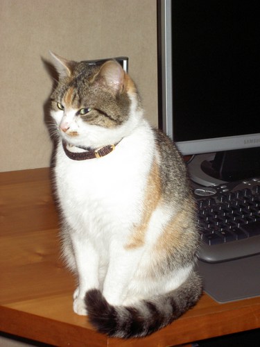 RinaBroekx's profile picture. 