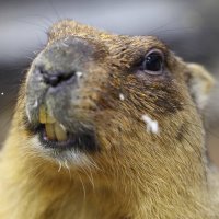 マーモットフォト (@htop_marmota) 's Twitter Profile