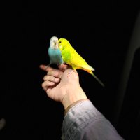 TD.Lafil (@peiqpp5) 's Twitter Profile