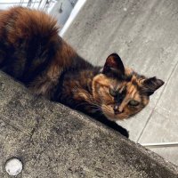 こー (@otinpof) Twitter profile photo