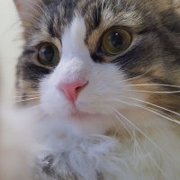 そもそもおっさんがなぜ猫 (@surume_hassaku) 's Twitter Profile Photo そもそもおっさんがなぜ猫 (@surume_hassaku) 's Twitter Profile Photo