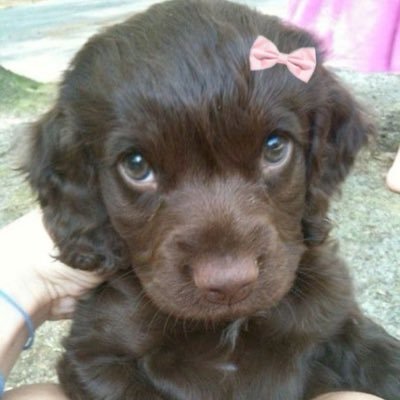 ssf0g's profile picture. 