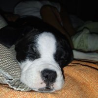 MEUS PETS MEUS AMORES (@cidateixeira21) 's Twitter Profile