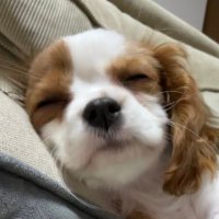 ダイヤ (@rubytopazudaiya) 's Twitter Profile
