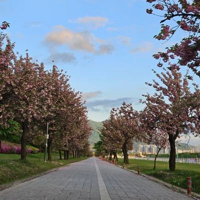 shjang316's profile picture. Tesla investor