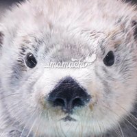 いももち🦦 (@imomomo_22) 's Twitter Profile