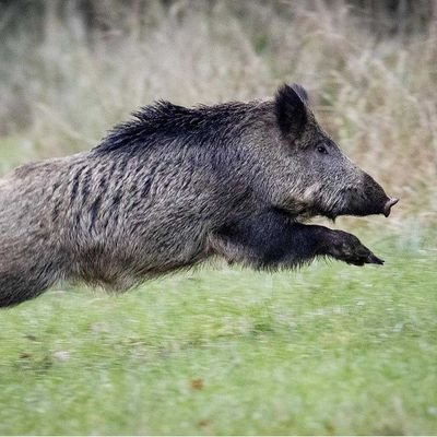 profondément ancrée aux valeurs de nos régions!
🐗
chasseur et mangeur de porc
🙊🙉🙈