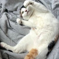 三毛猫のつきみ (@mike_tsukimi) 's Twitter Profile