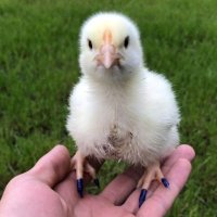 Codeage (@codeage117509) 's Twitter Profile