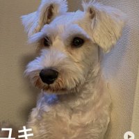 ユキ (@yuki20220912) 's Twitter Profile
