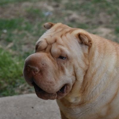 CoolmanGill's profile picture. Fishing, BBQ and Dogs are 3 of my favorite things. Not a people person. 
Trump 2024