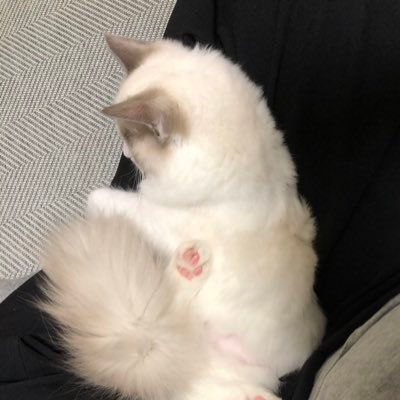eikaa1021's profile picture. Field of Art Produce and Museum Studies ／劇団木霊70期スタッフ______________________________________________Web作成、衣装、メイクとか、ときどき宣伝美術