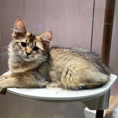 arigathanksss_'s profile picture. I don’t know how to Twitter anymore but hello there