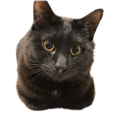 mdomshzi131772's profile picture. 