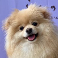 ぱっちゃん (@ds18_2007) 's Twitter Profile Photo ぱっちゃん (@ds18_2007) 's Twitter Profile Photo