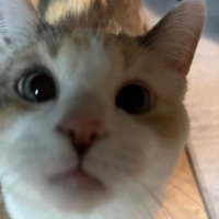 gino (@coder_spy) 's Twitter Profile