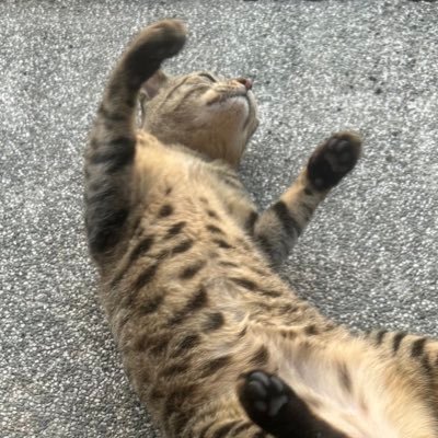 Toothpick878's profile picture. 