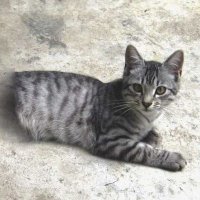 SCP-529 (@josiethehalfcat) 's Twitter Profile