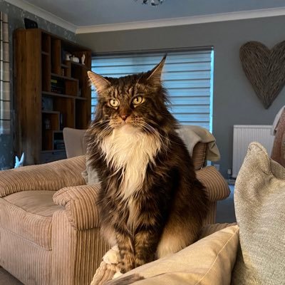 Mum of 3, Nain 💙Wales fan. short on patience. #Autism#Wales#sleep#cats