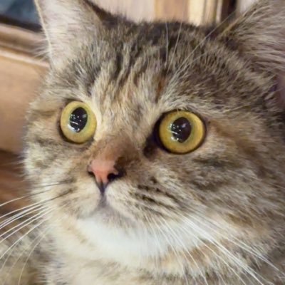 nplaさんのプロフィール画像