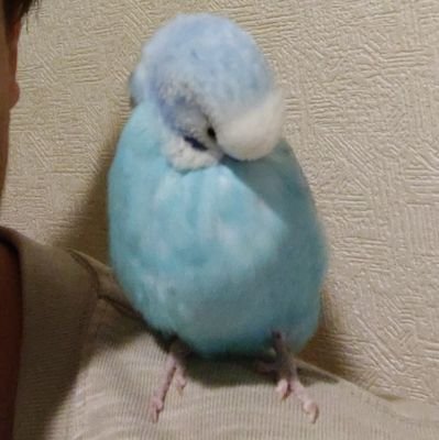 とってぃさんのプロフィール画像