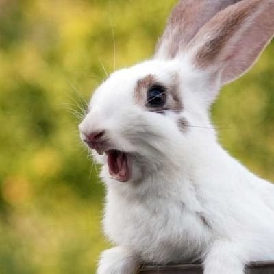 sypha_x's profile picture. 