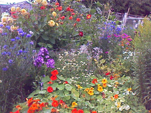 RozKempBFRP's profile picture. bach flower practitioner & proud nanny.