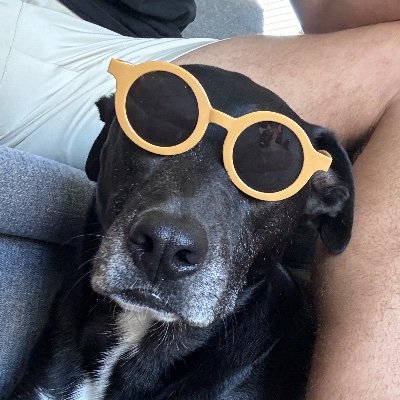 dillenn221's profile picture. issa dog account