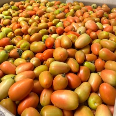 Tomato and Satsuma farmer in North Florida. FSU grad. and US Army. FJB and I follow back all Patriots 🇺🇸