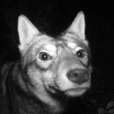 jevomiseu's profile picture. ·•• друкує