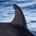 Iceland Cetacean News (@hvalafrettir) Twitter profile photo Iceland Cetacean News (@hvalafrettir) Twitter profile photo