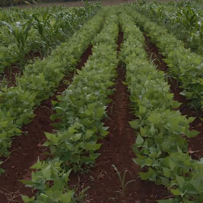 citma_de's profile picture. Especialista Municipal del CITMA en el municipio de Primero de Enero.