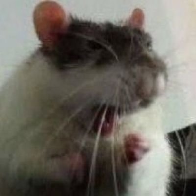 ratosfamintos's profile picture. a precisão é a diferença entre um açougueiro e um cirurgião