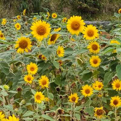 naka19508022896's profile picture. 