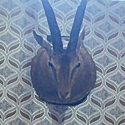 solangimaqsood's profile picture. 