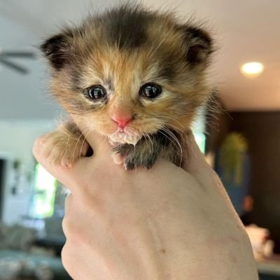 KakoozaTitus's profile picture. https://t.co/eklQrPBUEX