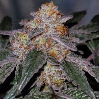 kushologist420 🌱💨🇺🇸🇺🇸🇺🇸 (@kushologist420) 's Twitter Profile Photo kushologist420 🌱💨🇺🇸🇺🇸🇺🇸 (@kushologist420) 's Twitter Profile Photo
